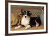 Border Collie Dog Puppy-null-Framed Photographic Print