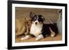 Border Collie Dog Puppy-null-Framed Photographic Print