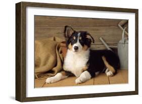 Border Collie Dog Puppy-null-Framed Photographic Print