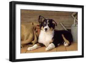 Border Collie Dog Puppy-null-Framed Photographic Print