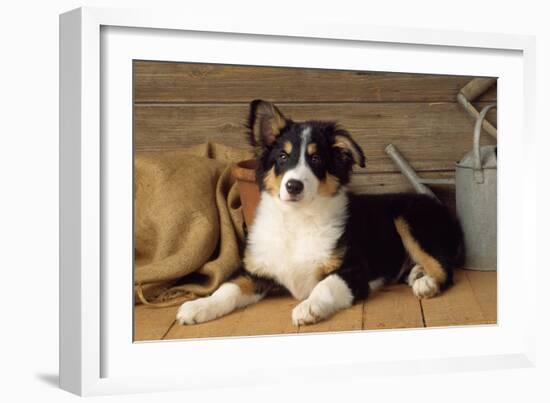 Border Collie Dog Puppy-null-Framed Photographic Print