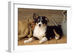 Border Collie Dog Puppy-null-Framed Photographic Print