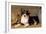 Border Collie Dog Puppy-null-Framed Photographic Print