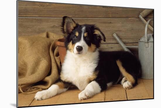 Border Collie Dog Puppy-null-Mounted Photographic Print