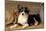 Border Collie Dog Puppy-null-Mounted Photographic Print