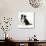 Border Collie Dog Puppy-null-Photographic Print displayed on a wall