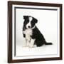 Border Collie Dog Puppy-null-Framed Photographic Print