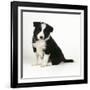 Border Collie Dog Puppy-null-Framed Photographic Print