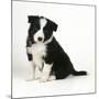 Border Collie Dog Puppy-null-Mounted Photographic Print