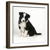 Border Collie Dog Puppy-null-Framed Photographic Print