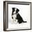 Border Collie Dog Puppy-null-Framed Photographic Print