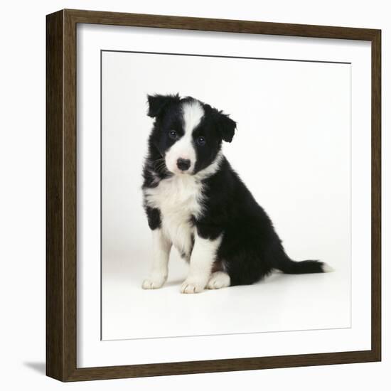 Border Collie Dog Puppy-null-Framed Photographic Print