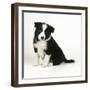 Border Collie Dog Puppy-null-Framed Photographic Print