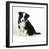 Border Collie Dog Puppy-null-Framed Photographic Print