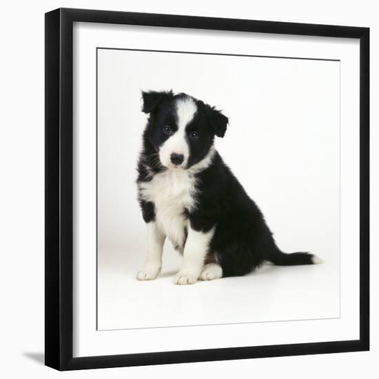 Border Collie Dog Puppy-null-Framed Photographic Print