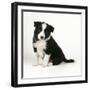 Border Collie Dog Puppy-null-Framed Photographic Print