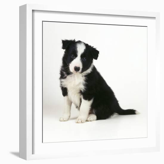 Border Collie Dog Puppy-null-Framed Photographic Print