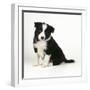 Border Collie Dog Puppy-null-Framed Photographic Print