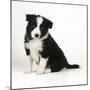 Border Collie Dog Puppy-null-Mounted Photographic Print