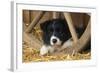 Border Collie Dog Puppy-null-Framed Photographic Print