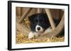 Border Collie Dog Puppy-null-Framed Photographic Print