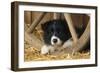 Border Collie Dog Puppy-null-Framed Photographic Print