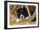 Border Collie Dog Puppy-null-Framed Photographic Print