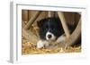 Border Collie Dog Puppy-null-Framed Photographic Print