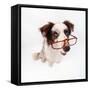 Border Collie Dog Wearing Glasses-null-Framed Stretched Canvas