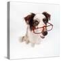 Border Collie Dog Wearing Glasses-null-Stretched Canvas