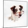 Border Collie Dog Wearing Glasses-null-Mounted Photographic Print