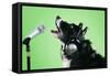 Border Collie Dog with Microphone and Head Phones-null-Framed Stretched Canvas
