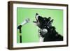 Border Collie Dog with Microphone and Head Phones-null-Framed Photographic Print