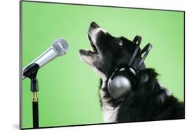 Border Collie Dog with Microphone and Head Phones-null-Mounted Photographic Print