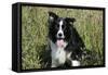 Border Collie Dog with Tongue Out-null-Framed Stretched Canvas
