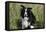 Border Collie Dog with Tongue Out-null-Framed Stretched Canvas