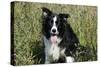 Border Collie Dog with Tongue Out-null-Stretched Canvas