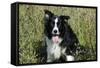 Border Collie Dog with Tongue Out-null-Framed Stretched Canvas