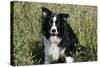 Border Collie Dog with Tongue Out-null-Stretched Canvas