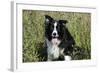 Border Collie Dog with Tongue Out-null-Framed Photographic Print