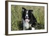 Border Collie Dog with Tongue Out-null-Framed Photographic Print