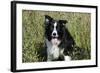 Border Collie Dog with Tongue Out-null-Framed Photographic Print