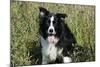 Border Collie Dog with Tongue Out-null-Mounted Photographic Print