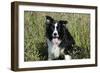 Border Collie Dog with Tongue Out-null-Framed Photographic Print