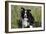 Border Collie Dog with Tongue Out-null-Framed Photographic Print