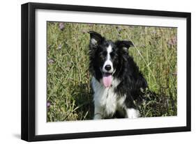 Border Collie Dog with Tongue Out-null-Framed Photographic Print