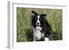 Border Collie Dog with Tongue Out-null-Framed Photographic Print