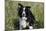 Border Collie Dog with Tongue Out-null-Mounted Photographic Print