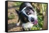 Border Collie Drinking Water from the Fountain-Oneinchpunch-Framed Stretched Canvas