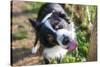 Border Collie Drinking Water from the Fountain-Oneinchpunch-Stretched Canvas